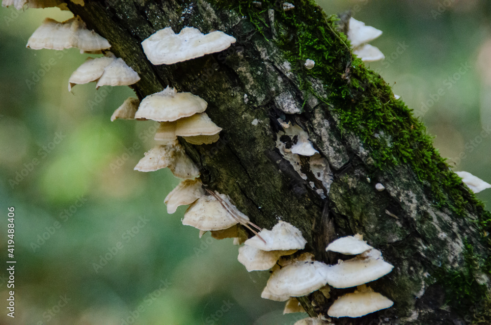 Fototapeta premium Wood mushrooms of white color close-up on a tree trunk. Autumn forest.