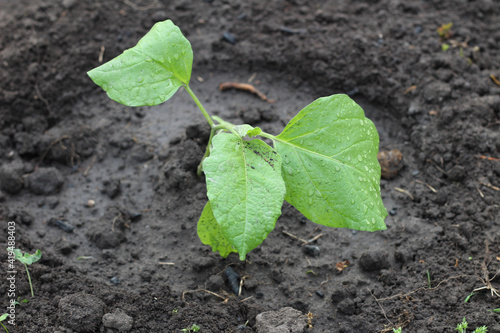 Young Chinese cabbage seedlings in the ground