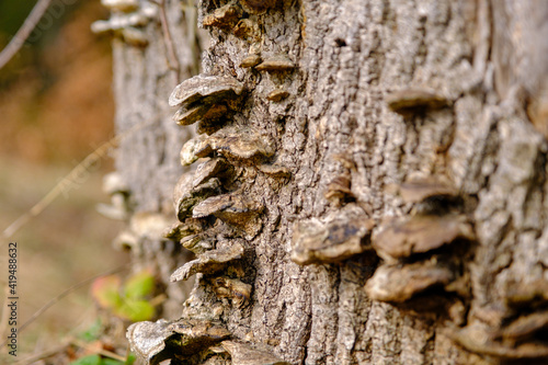 Baum mit Pilzkrankheit