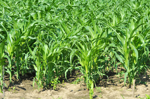 Corn grows in the field