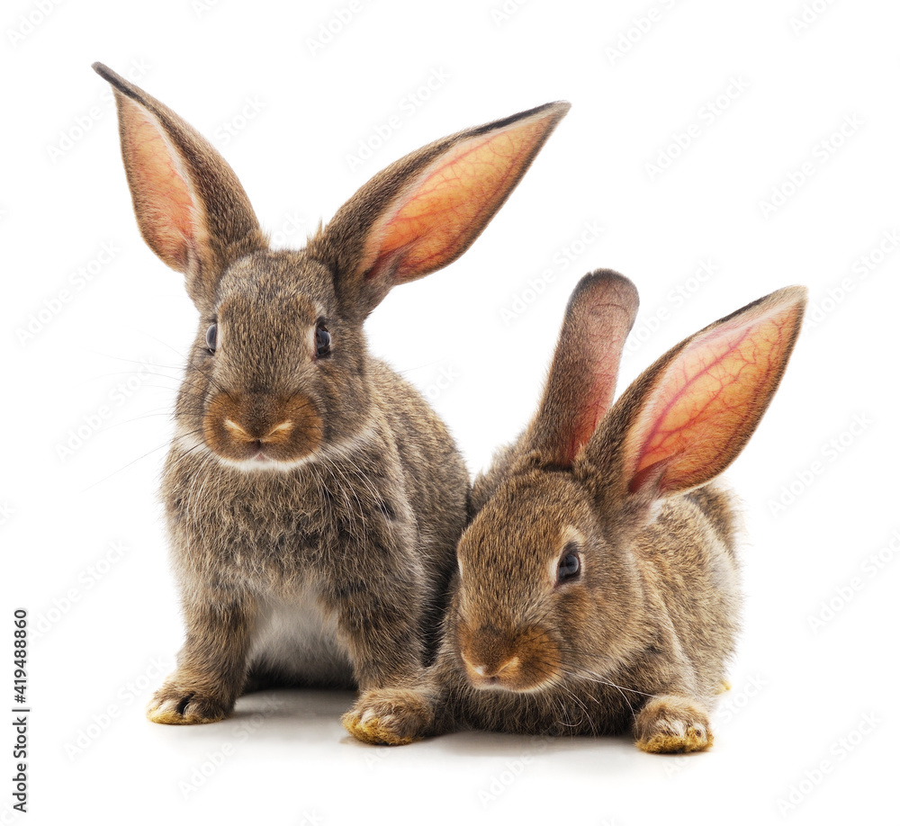 Two little brown rabbits are sitting.
