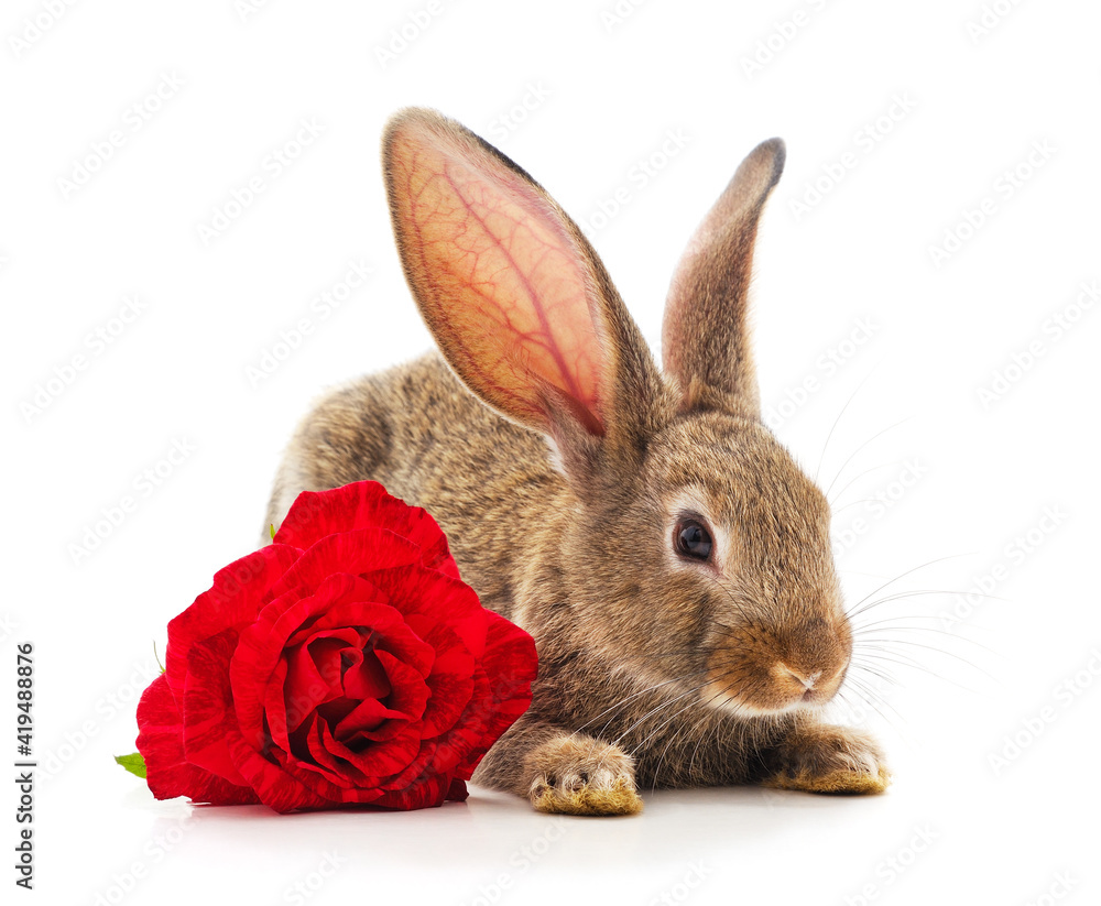 Obraz premium One brown rabbit with a rose.