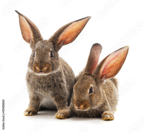 Two little brown rabbits are sitting. © ANASTASIIA