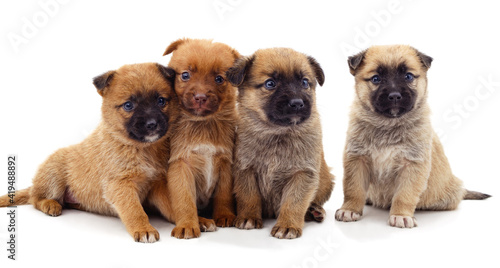 Fototapeta Naklejka Na Ścianę i Meble -  Four little different puppies are sitting.