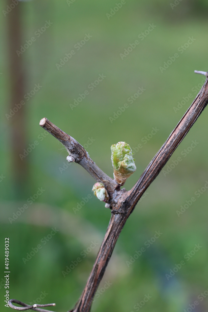 Blooming grape bud on blurred vineyard background Blooming grape bud on blurred vineyard background