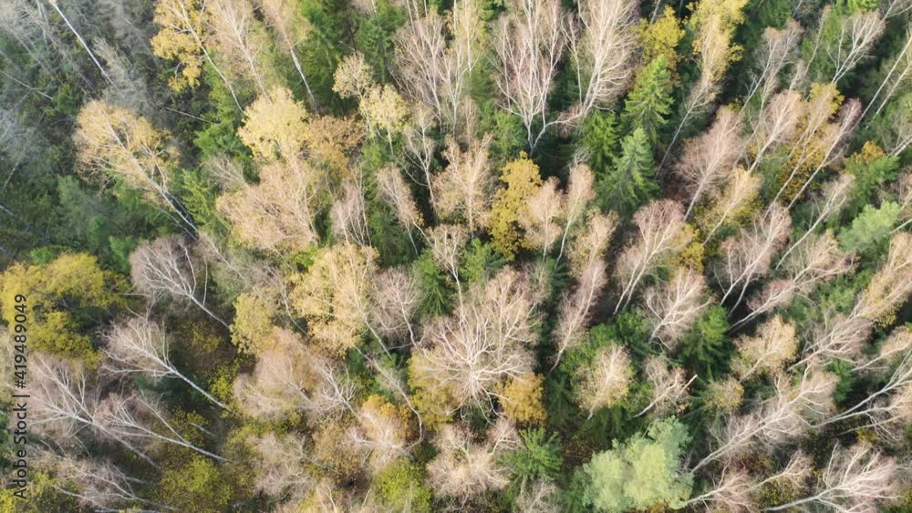 Autumn forest landscape with golden trees, aerial top-down view. Slow flight in forest on fall season.
Autumn forest landscape with golden trees, aerial top-down view. Slow flight in forest on fall season.