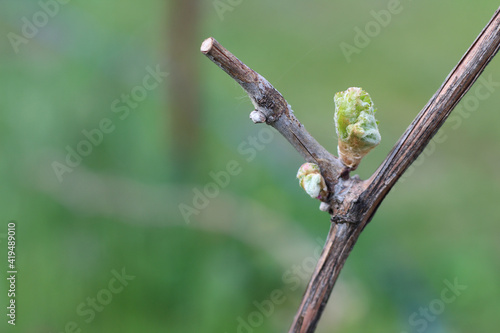Blooming grape bud on blurred vineyard background