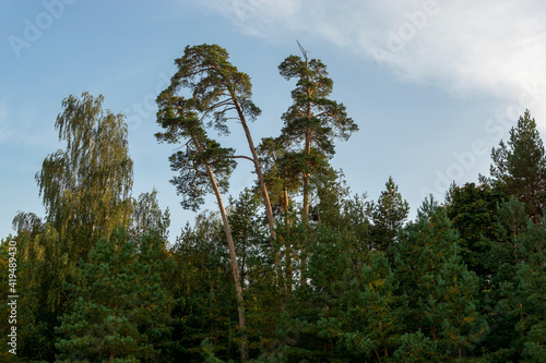 Tall green trees. Park forest belt, tall pines.