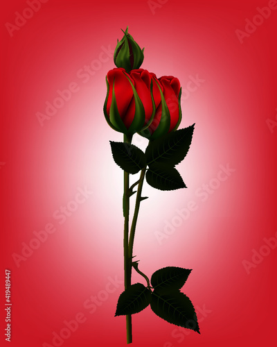 red rose on black background