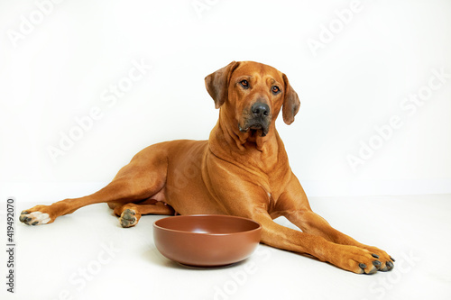 Rhodesian ridgeback dog and food bowl 