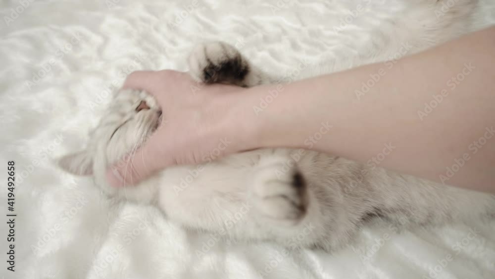 A boy is playing with a cat on the bed.boy's hands stroking a cat. A boy is playing with a cat on the bed.boy's hands stroking a cat.