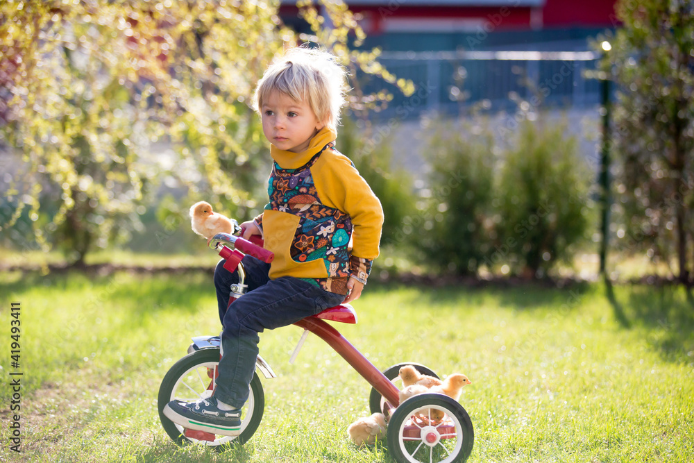 Sweet cute blond child, toddler boy, riding tricycle with little chicks in garden, playing with baby birds Sweet cute blond child, toddler boy, riding tricycle with little chicks in garden, playing with baby birds