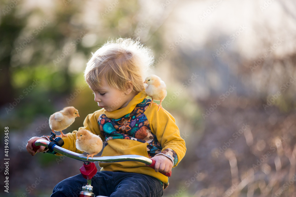 Sweet cute blond child, toddler boy, riding tricycle with little chicks in garden, playing with baby birds Sweet cute blond child, toddler boy, riding tricycle with little chicks in garden, playing with baby birds