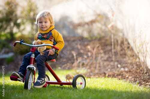 Sweet cute blond child, toddler boy, riding tricycle with little chicks in garden, playing with baby birds