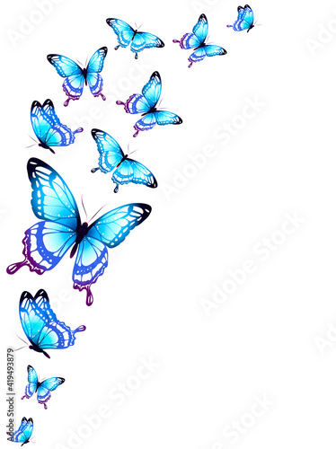butterfly761