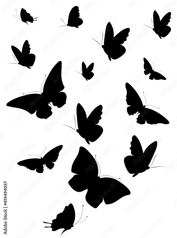 butterfly764 butterfly764