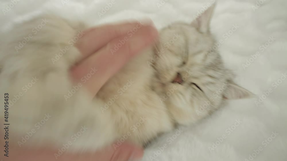 The girl strokes the cat on the head.Gray beautiful cat of the Scottish breed. The girl strokes the cat on the head.Gray beautiful cat of the Scottish breed.