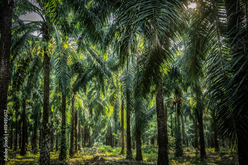 Palm garden   plantation  way in plantation Palm tree in tropical garden