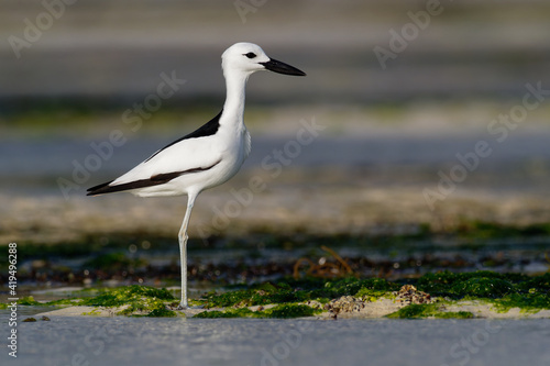 Crab-plover or Crab Plover - Dromas ardeola black and white bird related to the waders, own family Dromadidae, blue ocean with green seaweed and sandy beach, thick beak, calling