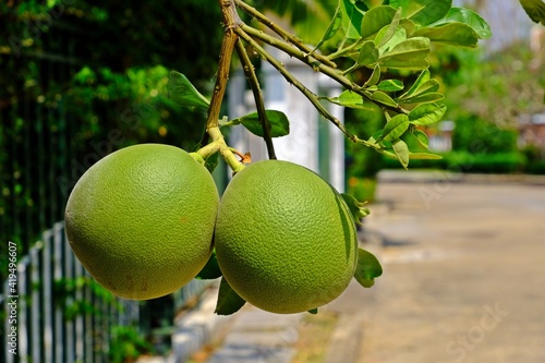 Organic pomelo fruits (Citrus maxima) beside the fence. photo