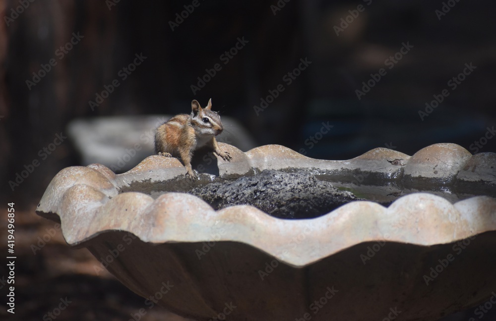 Obraz premium Chipmunk at a birdbath