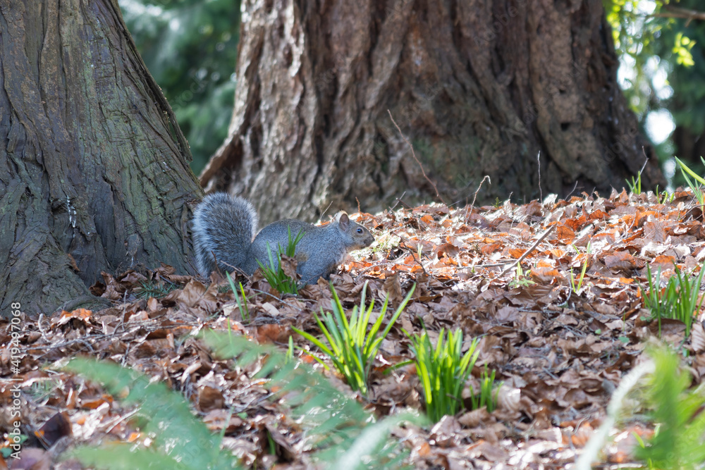 Cute grey squirrel in the park. Cute grey squirrel in the park.