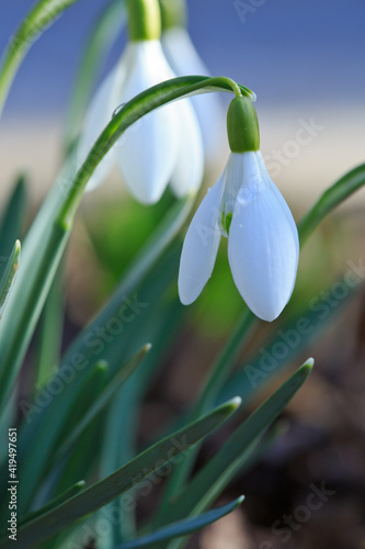 White snowdrops flower in sunny garden . Easter background.