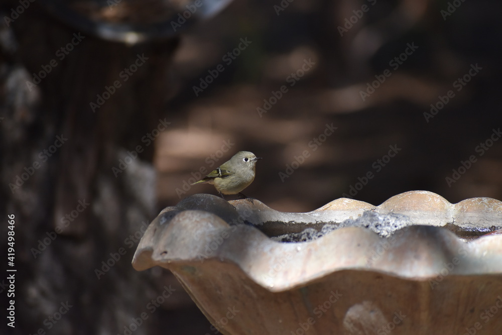 Ruby Crowned Kinglet bird on birdbath Ruby Crowned Kinglet bird on birdbath