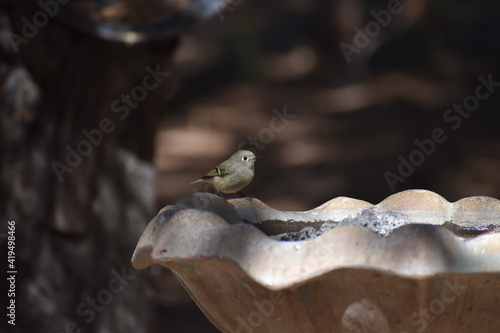 Ruby Crowned Kinglet bird on birdbath