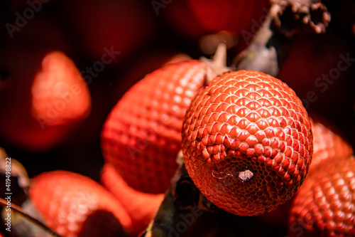 Red fruit of Aguaje in field photo