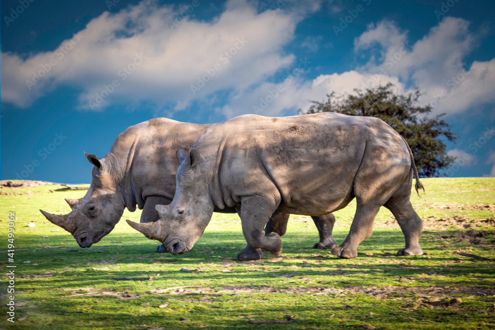 Fototapeta premium Rhino couple strolling in the African savannahs, March 2021