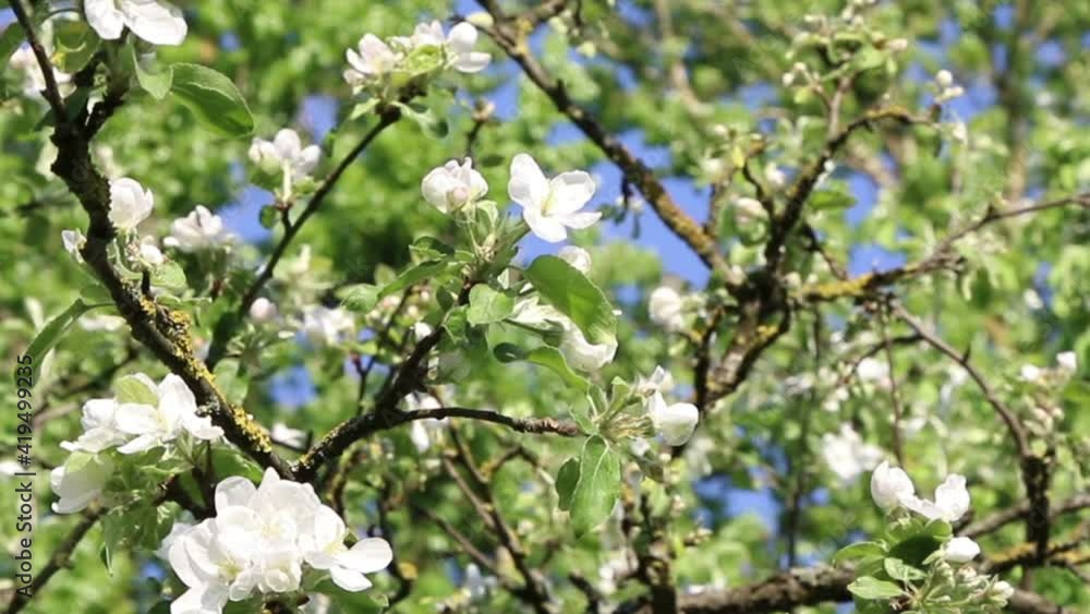 Blooming apple trees in the spring garden.
Blooming apple trees in the spring garden.