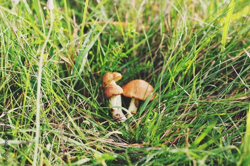 Three small mushrooms in the green grass.