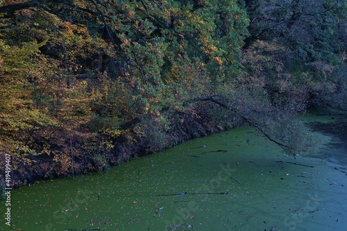 jesienny krajobraz w parku, gęsta warstwa zielonej rzęsy wodnej na stawie, przysmak dla kaczek, gęste zarośla, krzewy i gęstwina lasu