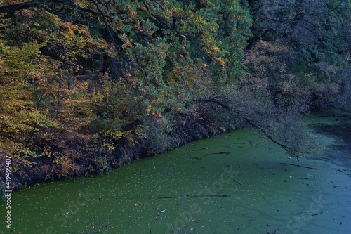 jesienny krajobraz w parku, gęsta warstwa zielonej rzęsy wodnej na stawie, przysmak dla kaczek, gęste zarośla, krzewy i gęstwina lasu photo