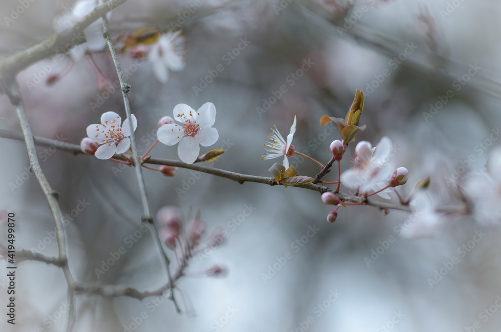 Kirschblüten Kirschblüten