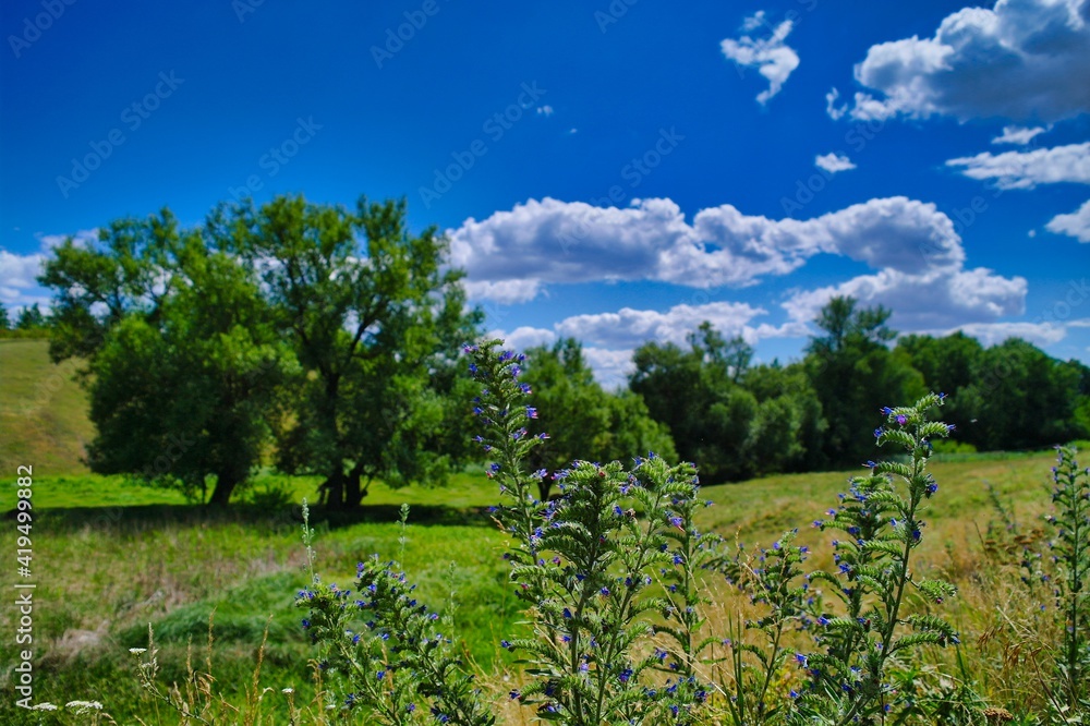 Summer rural landscape, meadow with wildflowers, landscape with sky