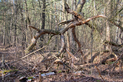 Old destroyed tree in Doeberitzer heide Brandenburg Germany