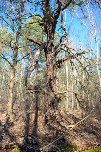 Old destroyed tree in Doeberitzer heide Brandenburg Germany photo