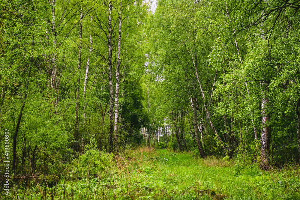 Fototapeta premium Pathway in scene spring forest nature background. Vivid april may day in green leaves spring forest, narrow road path way far. Spring forest in sunlight scenery road (footpath) of green grass, foliage
