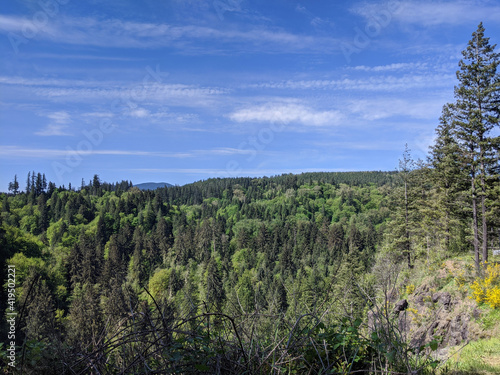view of evergreen trees covering a mountainous landscape in the Pacific Northwest