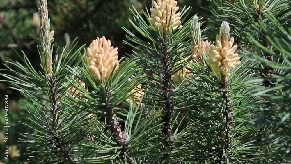 Blossoming fir-tree in forest, nature background. Blossoming fir-tree in forest, nature background.