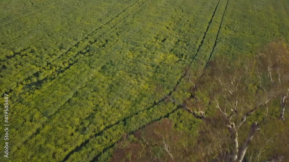 Aerial Backward Tilt Up: Canola Field With Trees Against Sky Aerial Backward Tilt Up: Canola Field With Trees Against Sky