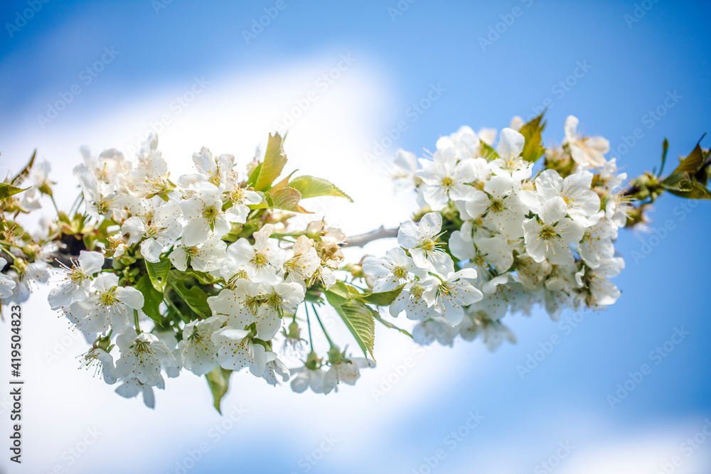 White Cherry Blossom