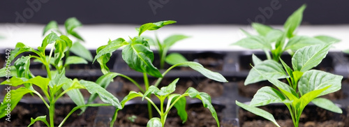 Young seedlings of pepper. Banner of Seedlings. Gardening. Chilli Pepper seedlings. Young plant