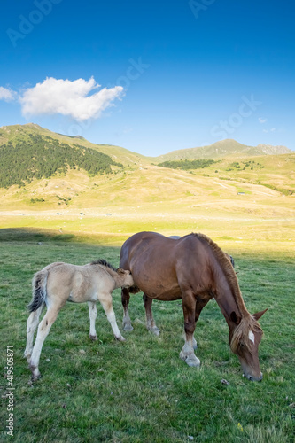 Wild foal in freedom suckling a mare in a meadow at the foot of some mountains, Beret, Pyrenees, Lleida Spain