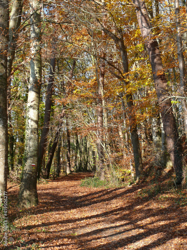 Fototapeta premium paysages d'automne en forêt