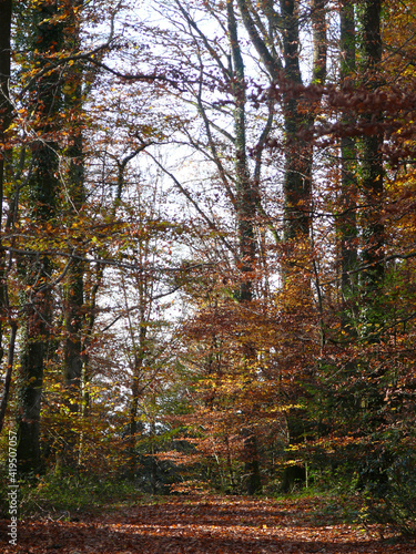 paysages d'automne en forêt