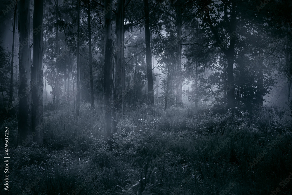 Naklejka premium Foggy woods at dusk or dawn