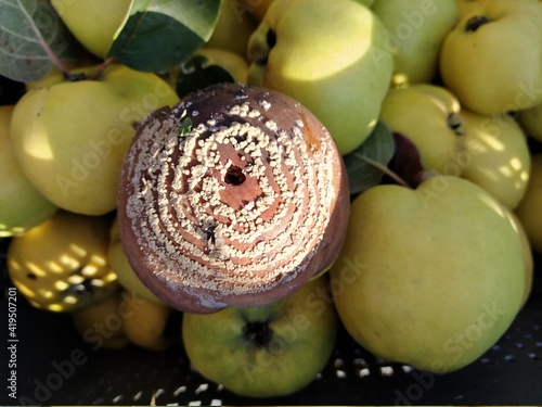 Rotten quince make damage on fruit - Monilia laxa infestation plant disease photo